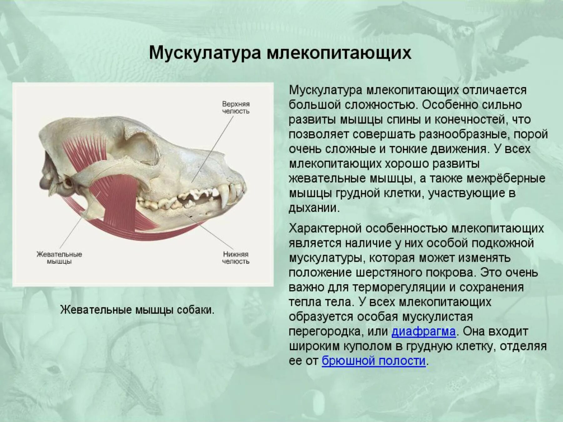 Мускулатура млекопитающих. Жевательные мышцы млекопитающих. Мускулатура млекопитающих особенности. Класс млекопитающие скелет и мускулатура.