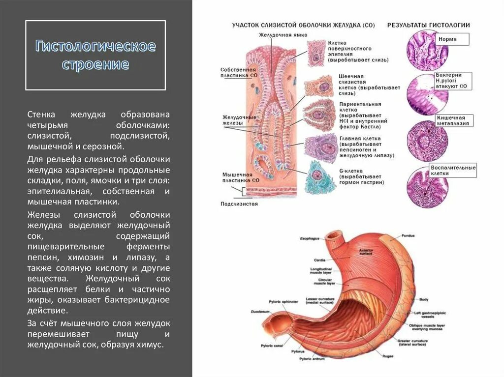 Функциями и клетками слизистой оболочки желудка. Строение стенки желудка анатомия. Строение слизистой стенки желудка. Слои стенки желудка анатомия. Слизистая оболочка желудка анатомия.