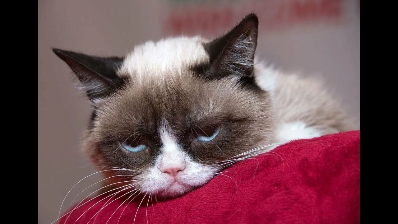 Grumpy s