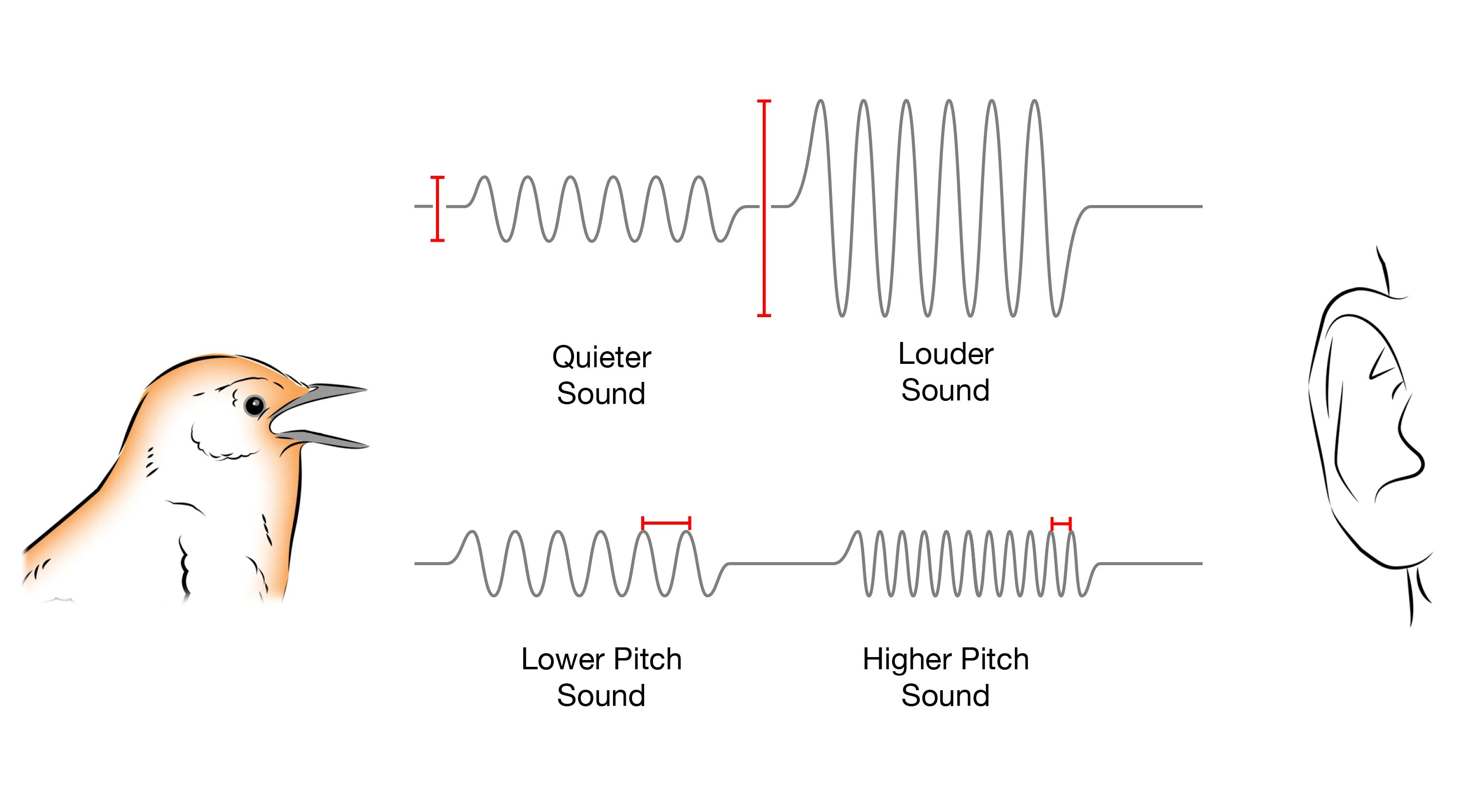 He heard a noise. Pitch Sound. High Pitch Sound. Pitch of the Sound Wave. High Pitch Sound and Low Pitch.