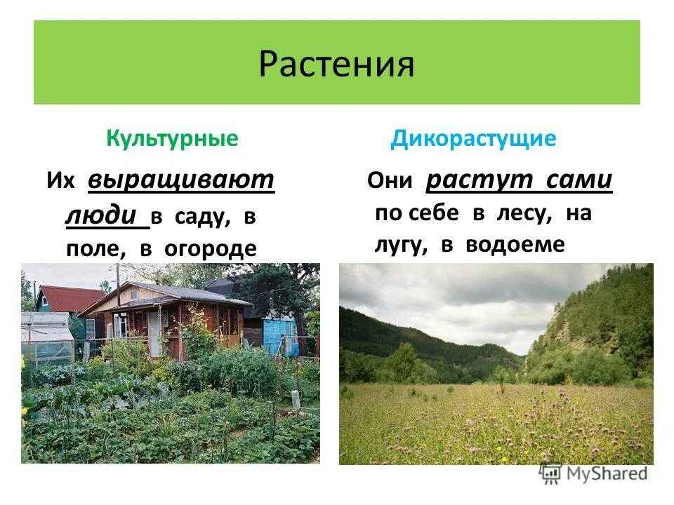 Практическая работа сравни культурные растения. Культурные растения. Культурные растения сада. Культурные растения выращивает человек. Культурные кустарники.