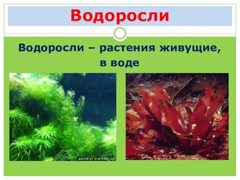 Водоросли 3 класс. Разнообразие растений водоросли. Презентация на тему водоросли. Растения обитающие в воде.