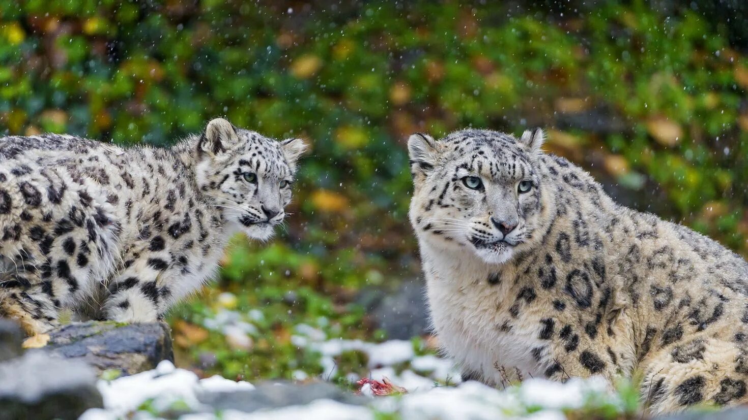 Snow leopard 2