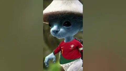 Как выглядит шайлушай