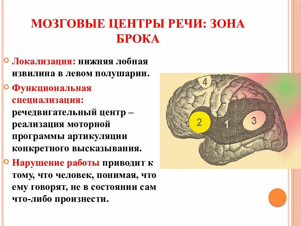 Центр речи в мозге человека. Мозговые центры речи. Локализация центров речи. Речевая область мозга. Мозговые центры речи зоны.