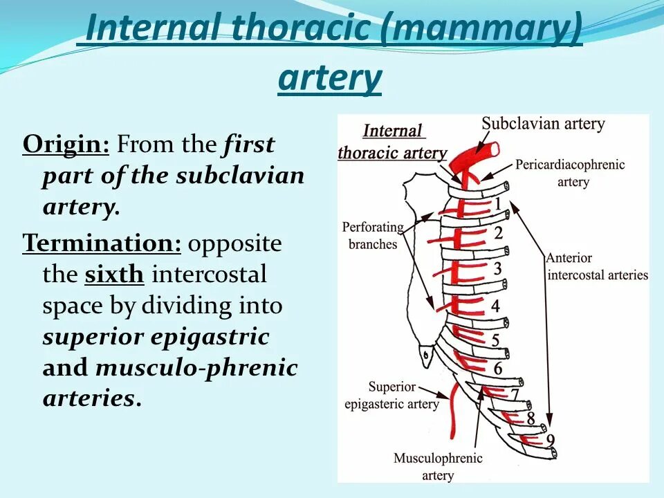 Internal meaning. Internal thoracic artery. musculophrenic artery. anterior mammary artery.