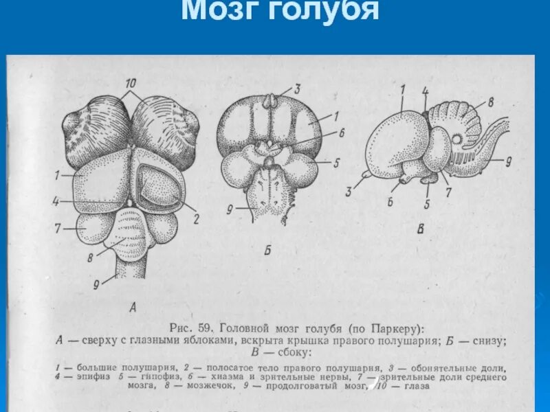 Строение головного мозга голубя. Головной мозг голубя схема. Строение головного мозга птиц. Головной мозг голубя сверху снизу.