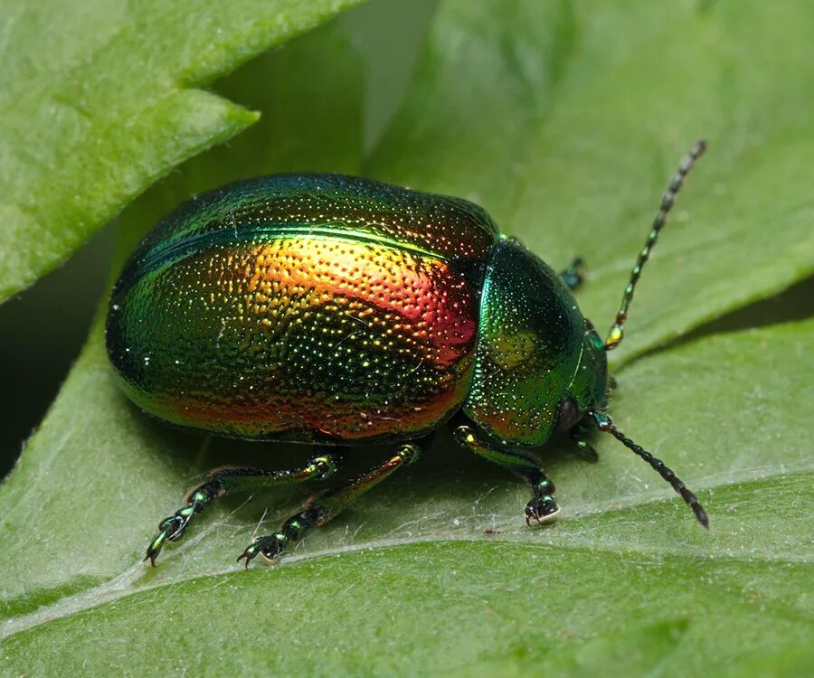 Насекомое жук листоед. Жук Листоед. Жуки листоеды Chrysomelidae. Жук Листоед травяной. Клоп Листоед.