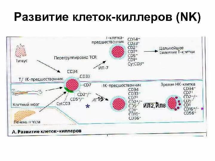 Nk клетки функции. Естественные киллеры nk-клетки. естественные клетки киллеры происхождение. естественные киллеры иммунология.