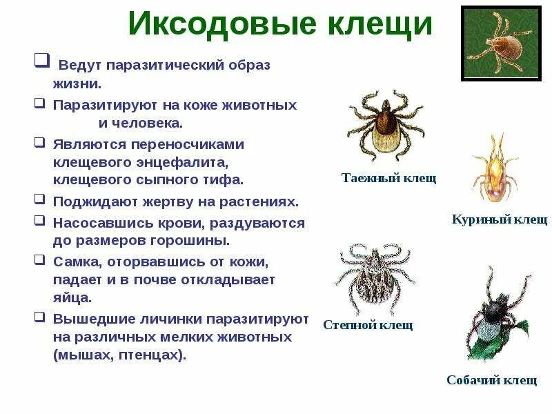 К какому типу относится клещ. Семейство иксодовые клещи. иксодовые клещи представители. семейство иксодовые клещи представители. признаки иксодовых клещей.