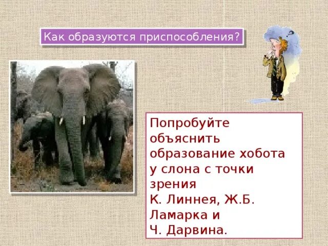 Слон приспособление к среде обитания. Образование хобота у слона это. Появление хобота у слона. Приспособление слона. Черты приспособленности слоновых черепах