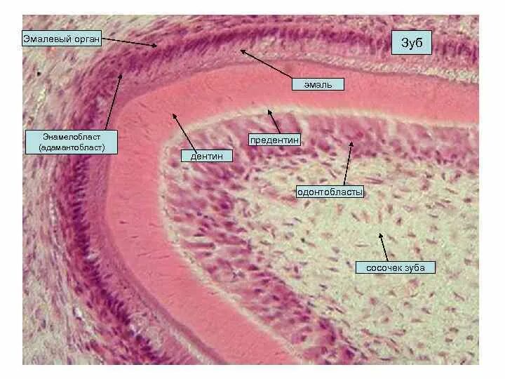 Поперечный срез зуба гистология препарат. Гистогенез гистология. Дентин пульпа гистология препарат. Гистогенез зуба гистология.