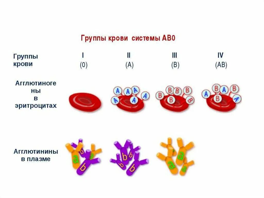 Система ав0 и резус-фактор. Система ab0 группы крови. Группы крови белки определяющие группу. Группы крови эритроциты. Группы крови 16