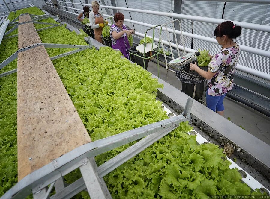 Южно-сахалинск. Южно сахалинск хозяйство. Плодоводство сахалинской области. Совхоз тепличный в южно сахалинске. Южно сахалинск хозяйство.