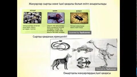 Орыс жігіті жыныстық қатынас кезінде сөйлейді.