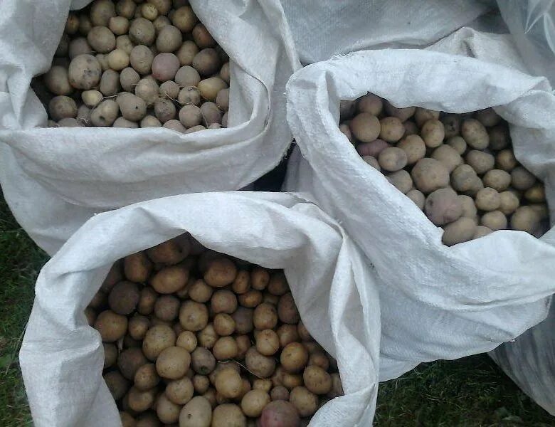 Мелкая картошка скоту. Кормовой картофель. Картофель мелкий кормовой. Фуражный картофель. Картофель мелкий ~ 1кг.