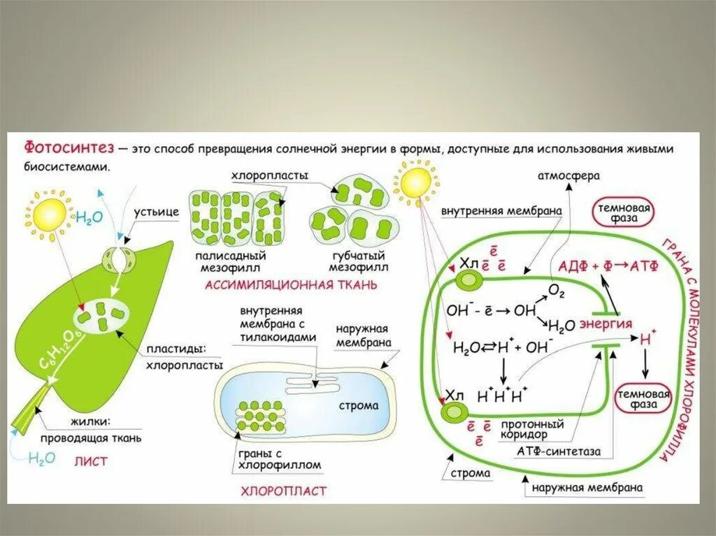 Орган клетки в котором происходит фотосинтез. Схема фотосинтеза 10 класс биология. Фотосистемы фотосинтеза схема. Схема фотосинтеза ЕГЭ биология. Фотосинтез ЕГЭ биология 2022.