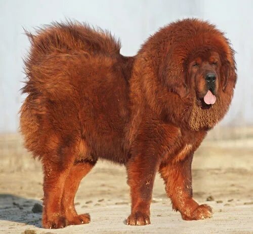 Одноклассники Tibetan mastiff puppy, Mastiff puppies, Fluffy dog breeds