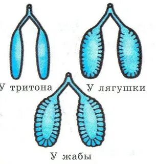 Легкие лягушки