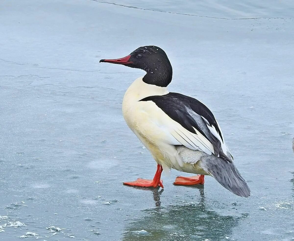 Большой крохаль Mergus Merganser. Нырок крохаль. Большой крохаль утка. Крохаль самка. Крохаль птица