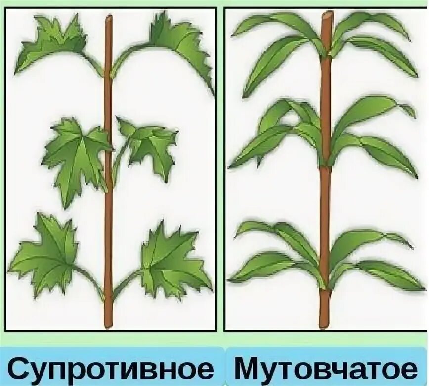 Листья по два в узле. Мутовчатое расположение ветвей. мутовчатое расположение листьев. супротивно и мутовчато расположенными листьями. листорасположение листьев клена.