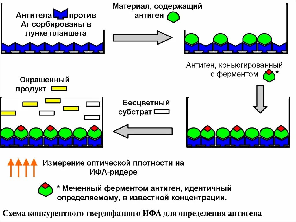 Метод иммуноферментного анализа (ИФА).. Метод конкурентного иммуноферментного анализа (ИФА). Схему протекания твердофазного ИФА. Твердофазный конкурентный ИФА схема. Ифа качественно что это