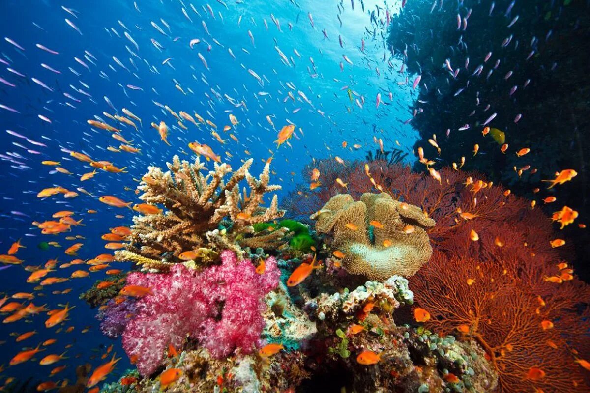 Животные кораллового рифа. Коралловый Барьерный риф. Барьерный риф кораллы. Косумель риф. Коралловые рифы Мадагаскара.