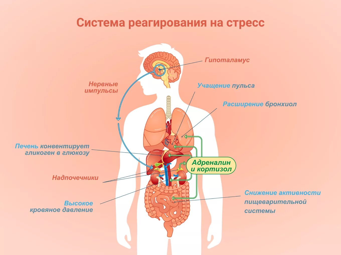 Сильное влияние на развитие. Стресс организма. Влияние стресса на пищеварительную систему. Влияние стресса на организм человека схема. Организм при стрессе.