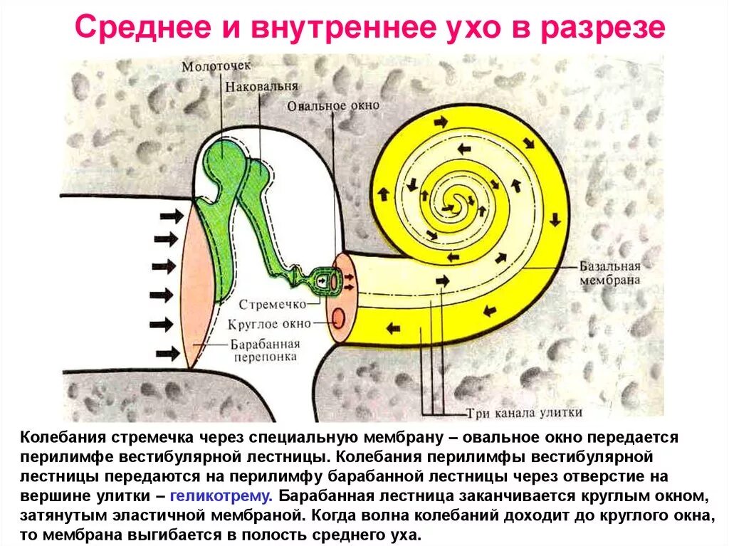 Мембраны внутреннего уха. Среднее ухо строение у человека. Мембраны улитки внутреннего уха. Функции улитки внутреннего уха. Строение и функции улитки внутреннего уха.