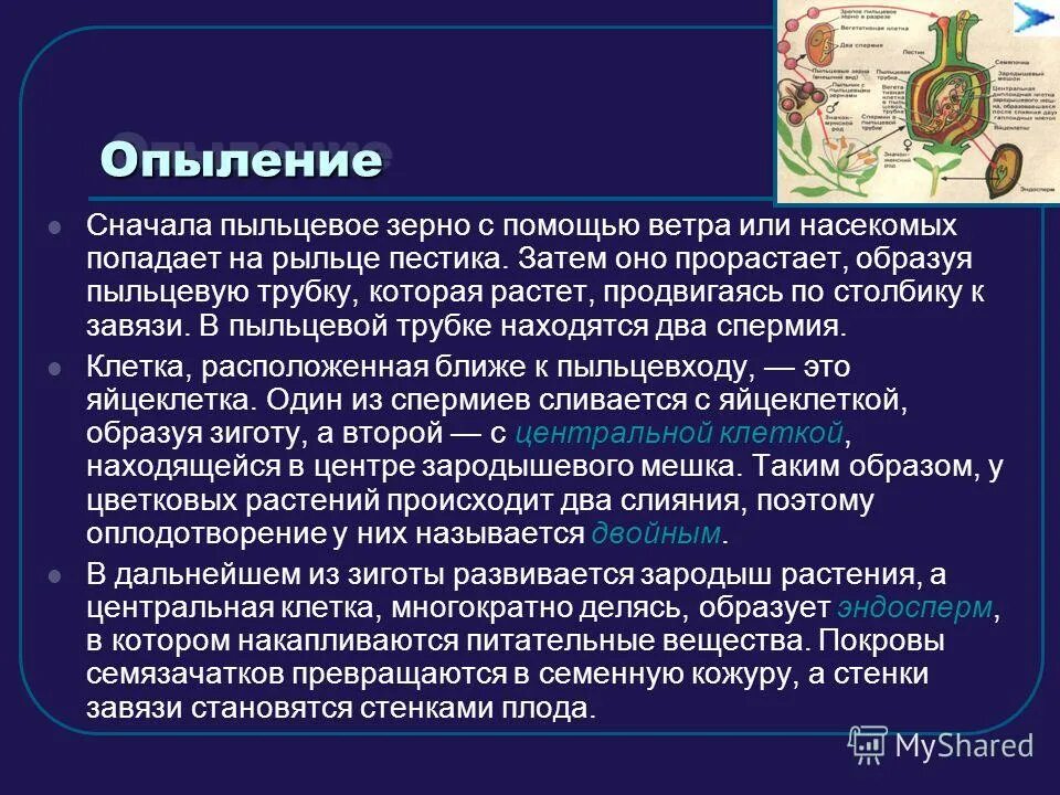 Благодаря размножение происходит. Смена поколений живых организмов. Благодаря размножение происходит. Благодаря размножению происходит. Благодаря размножение происходит.