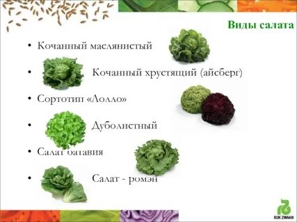 Сколько клетчатки в айсберге