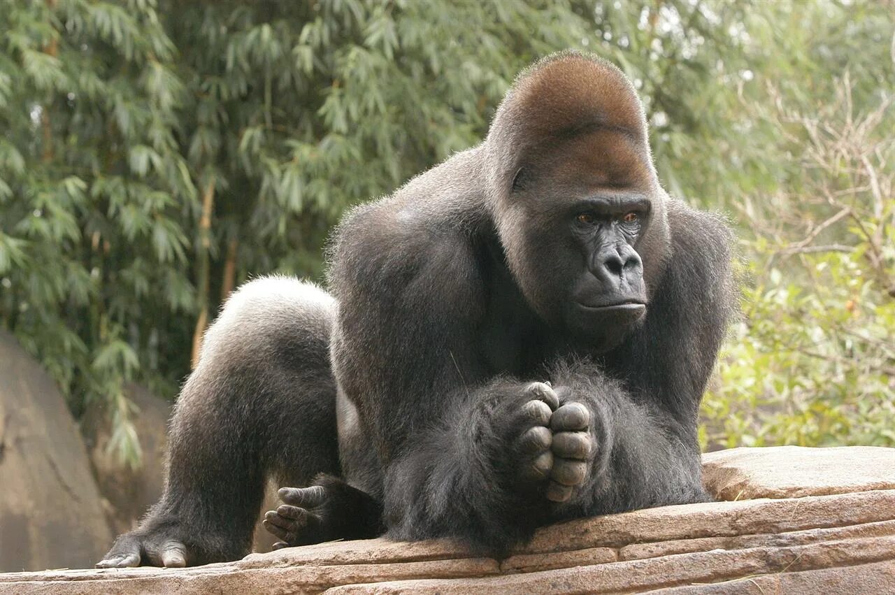 Горилла Исабукуру. Горилла и орангутанг. Горилла горилла горилла. Африканская горилла.