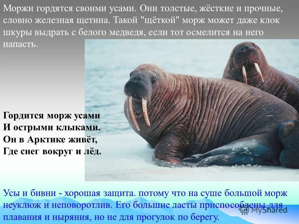 Морж описание. Морж в Атлантическом океане. Атлантический морж с детьми. Атлантический подвид моржа.