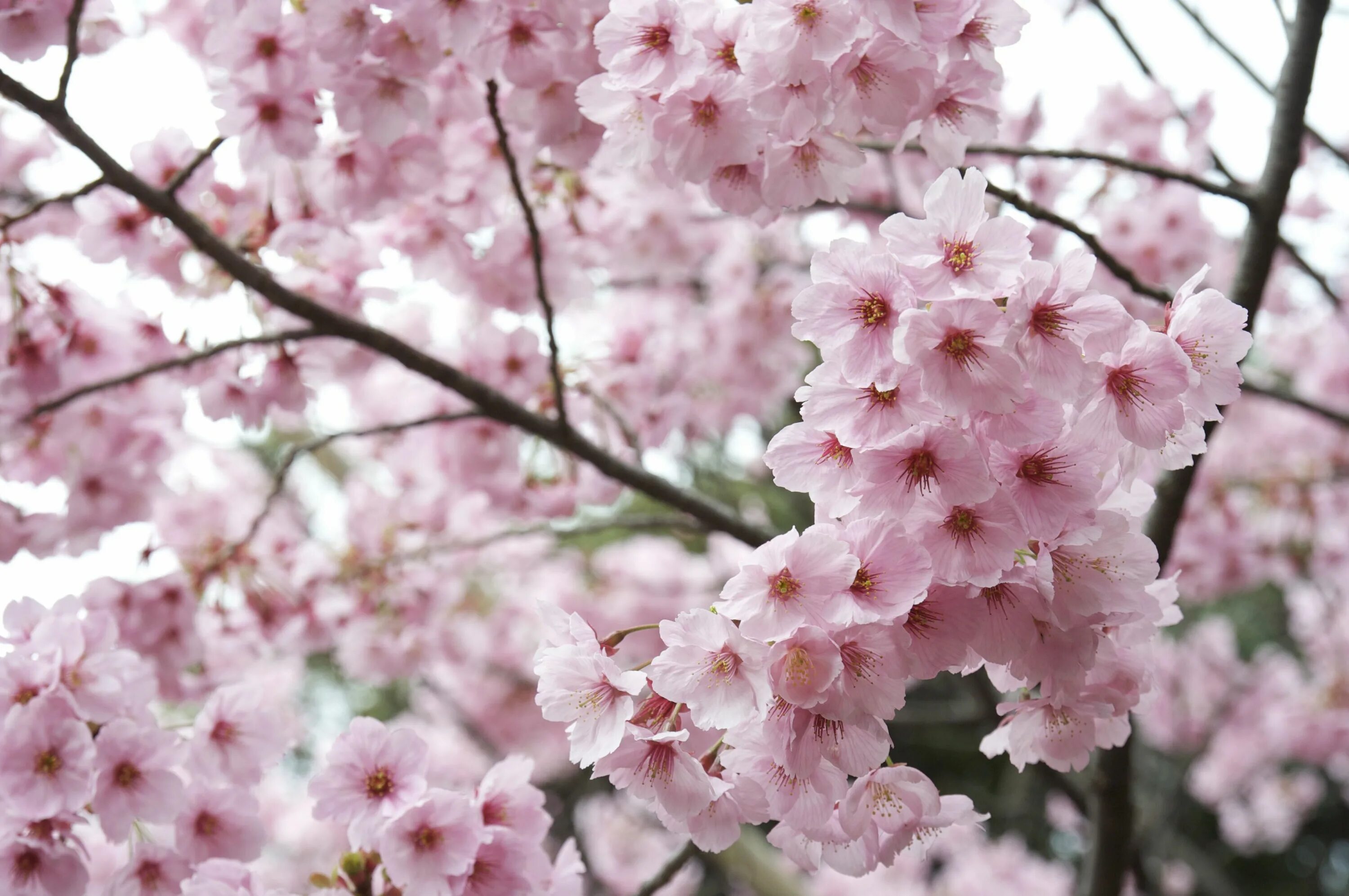 Черри блоссом. Сакура черри блоссом. Вишня черри блоссом. Черри блоссом цветок. Sakura blossom