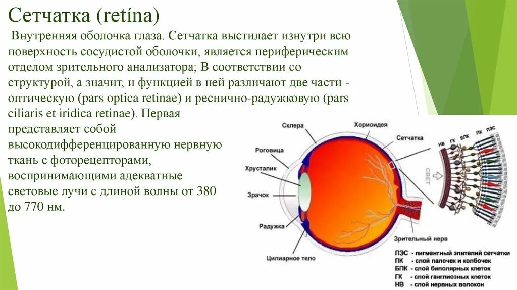 Сетчатая оболочка глазного. 3 Слоя клеток сетчатки. Внутренняя оболочка сетчатка строение. Структура сетчатки глаза физиология. Внутренняя оболочка глаза сетчатка.