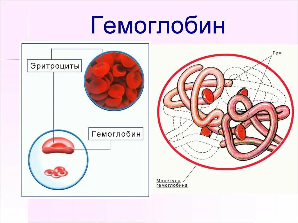 Гемоглобин. Гемоглобин картинка. Строение эритроцитов. Строение эритроцита и гемоглобина. Гемоглобин образуется в результате