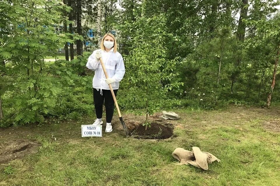 В питомнике вырастили 360. Аллея выпускников. Сургут аллея. Аллея выпускников в школе с деревьями. В питомнике вырастили 25700 саженцев деревьев.