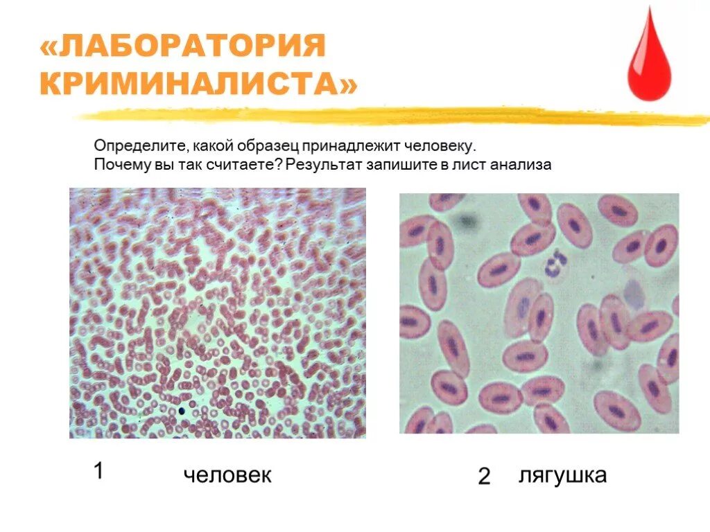 Исследование крови лягушки какая биологическая наука