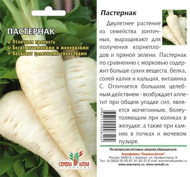 Пастернак корень полезные свойства. Пастернак посевной корнеплоды. Корневые овощи пастернак. Пастернак круглый. Корнеплод пастернак описание.