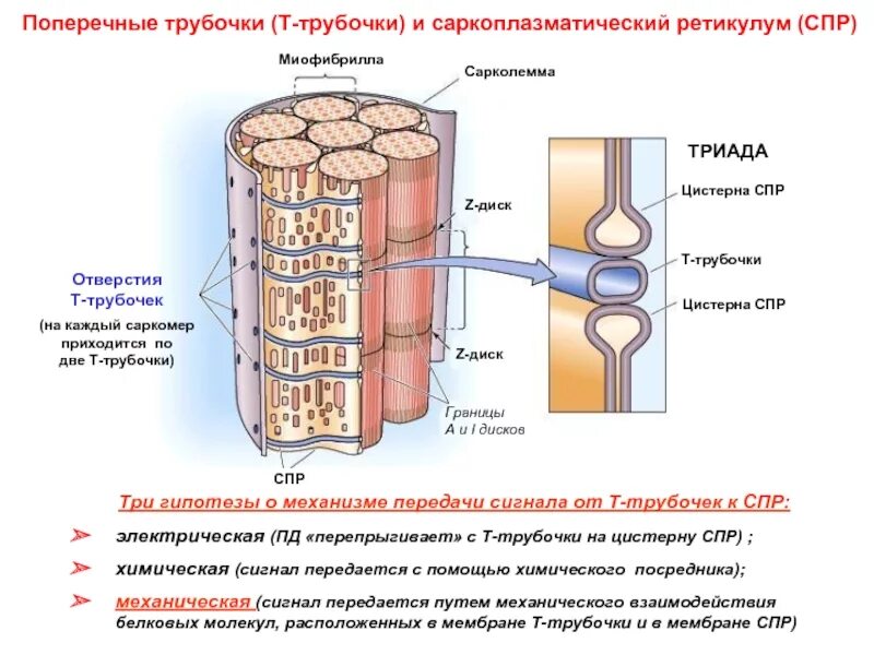 Строение трубочек. Т трубочки мышечного волокна. Т-трубочки скелетного мышечного волокна. Саркоплазматический ретикулум и т трубочки. Саркоплазматический ретикулум гистология.