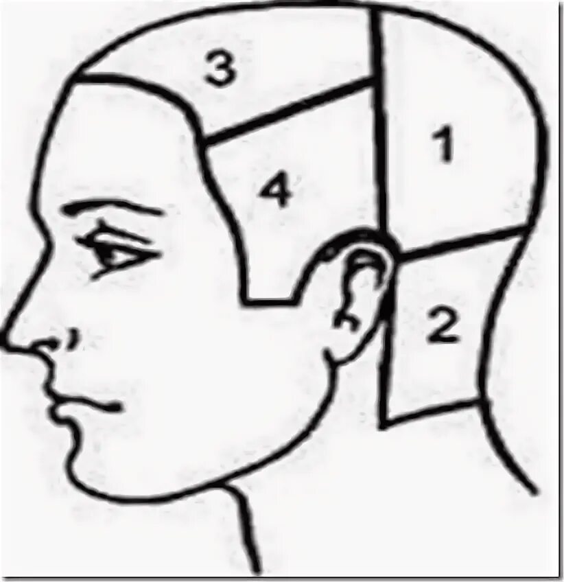 Зона затылка. Схема теменная зона головы. Зоны волосяного Покрова головы схема. Зоны головы височно теменная зона. Деление на проборы головы для парикмахеров.