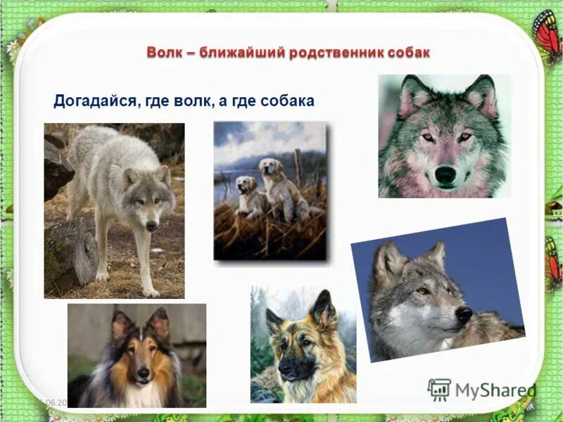 Волк и собака отличия. Родственники волка. Отличие волка от собаки. Собака и волк сходства и различия.