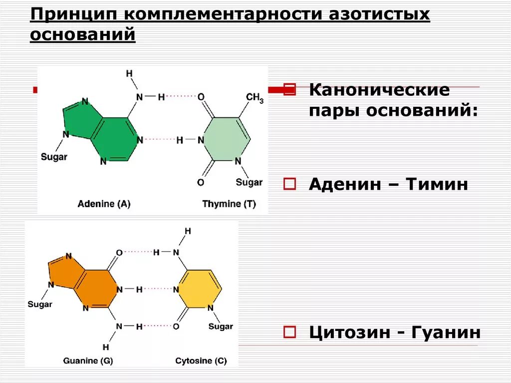 Комплементарные цепи нуклеиновых кислот. Аденин гуанин цитозин Тимин комплементарность. Принцип комплементарности азотистых оснований. Комплементарные азотистые основания в РНК.