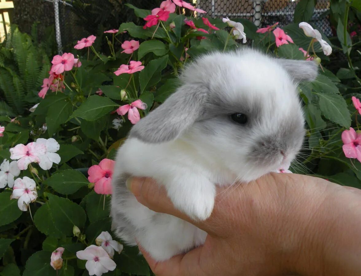 Голландский карликовый вислоухий кролик. Mini lop кролик. Минилоп кролик белый. Карликовый кролик Минилоп. Домашний маленький кролик