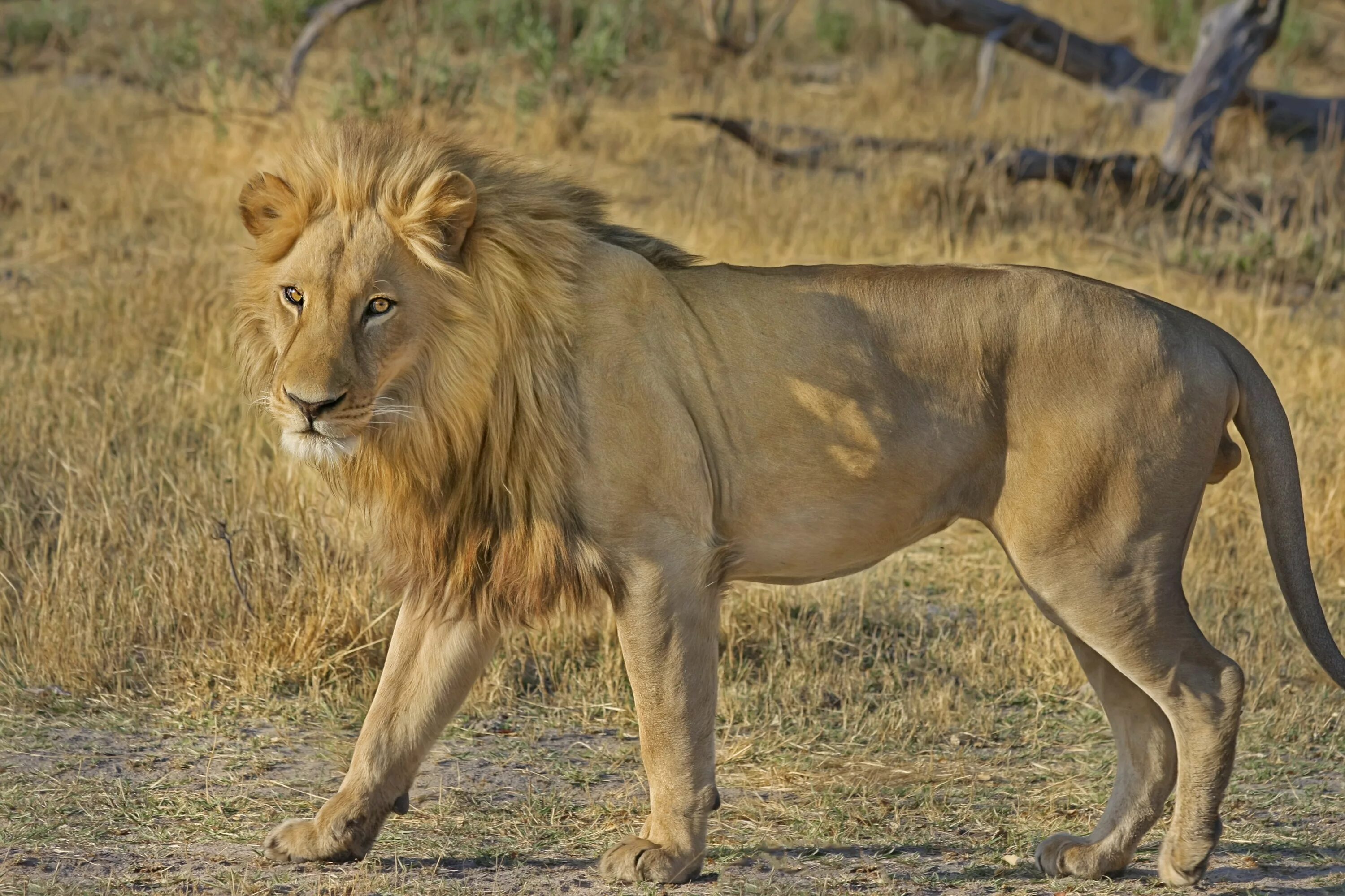 Лев какое млекопитающие. Масайский Лев. Lion Сенегальский Лев. Сенегальский Лев (Panthera Leo senegalensis). Львы в саванне.