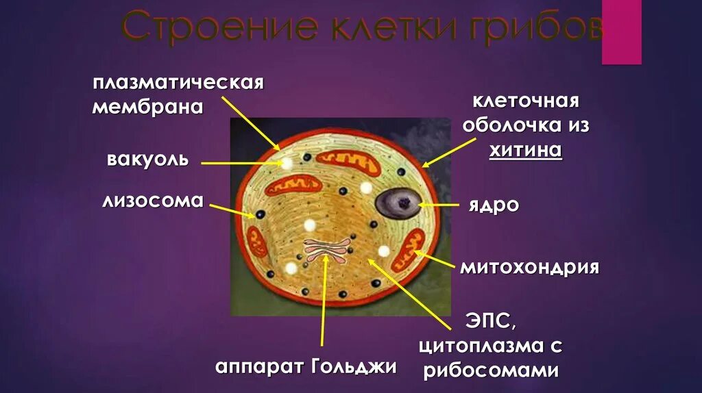 Для грибной клетки характерна оболочка из хитина. Строение клетки. Клетка гриба. Строение клетки грибов. Строение клетки гриба.