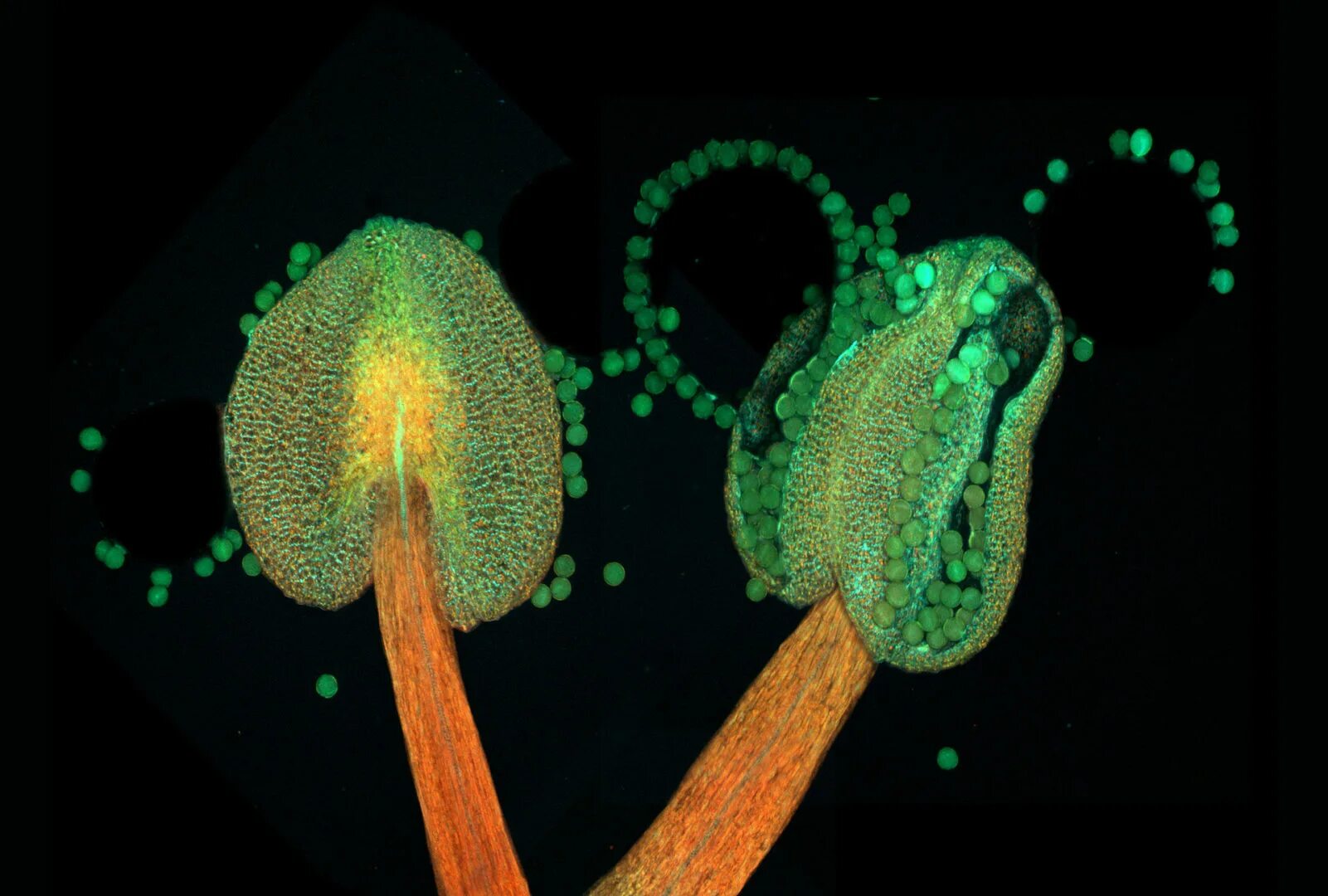 Пыльца микрофотографии. Микрофотография пыльцы покрытосеменных. Arabidopsis thaliana под микроскопом. Пыльцевое зерно микроскоп. Пыльца созревает в тычинках