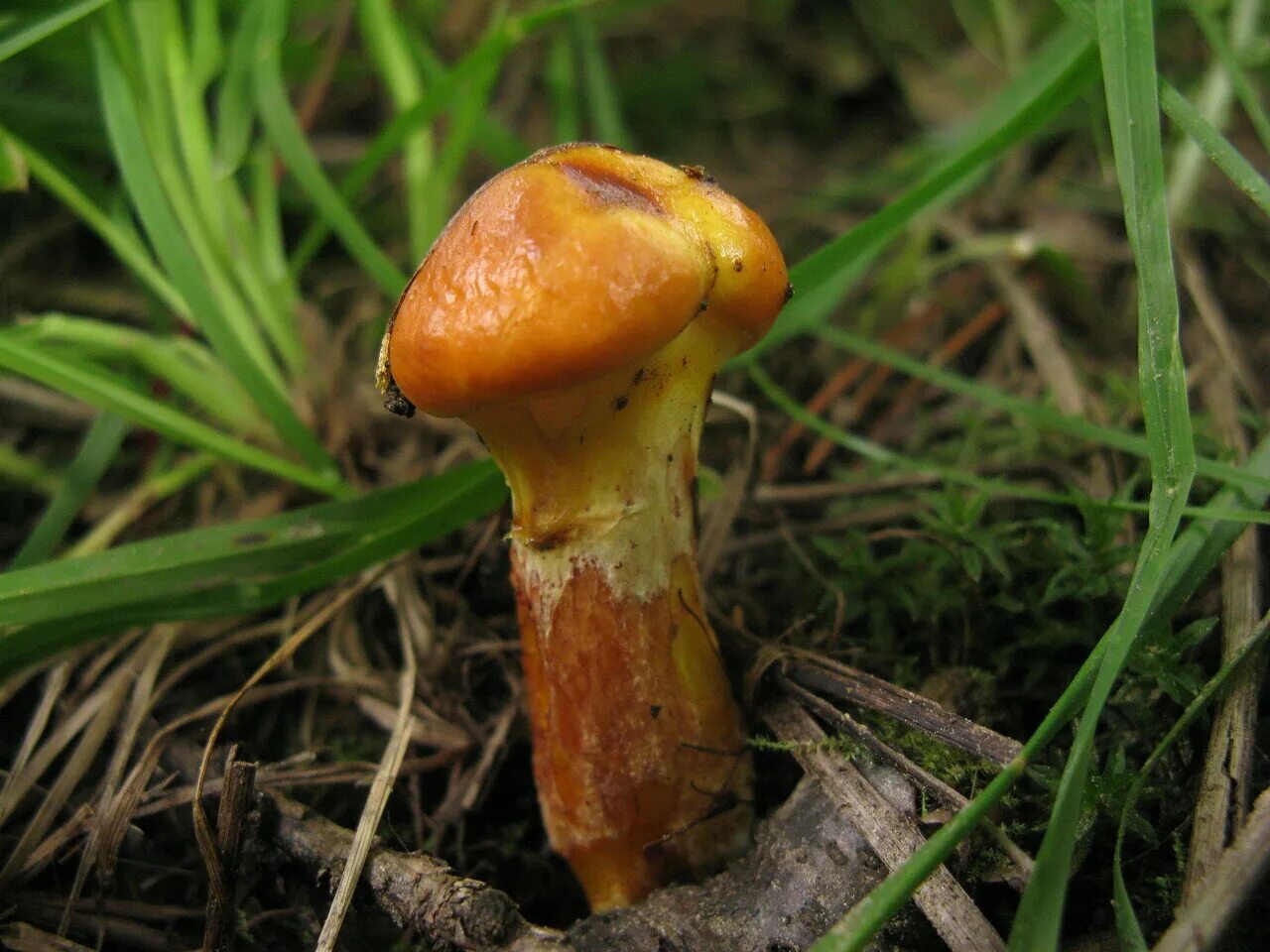 Маслёнок лиственничный Suillus grevillei. Моховик перечный гриб. Ложный масленок лиственничный. Моховик масленок перечный гриб. Есть гриб масленок