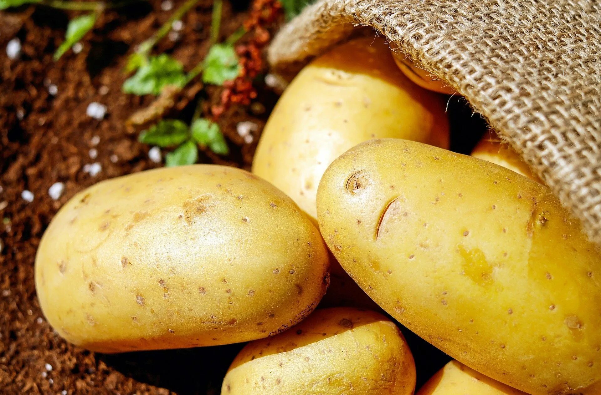 Картошка овощ или фрукт. Сорт картофеля Монсанто. Картаель. Картошка картинка. Картофель красивый.