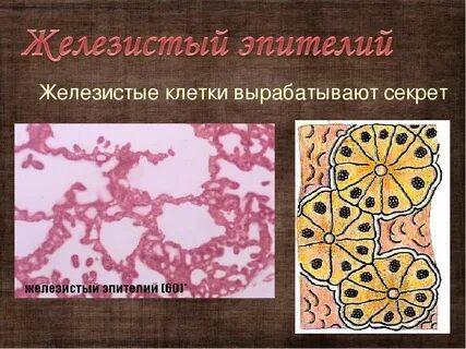 Железистая ткань